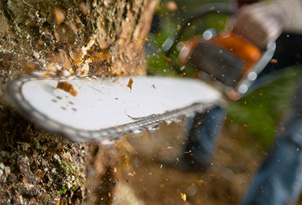 chainsaw cutting tree