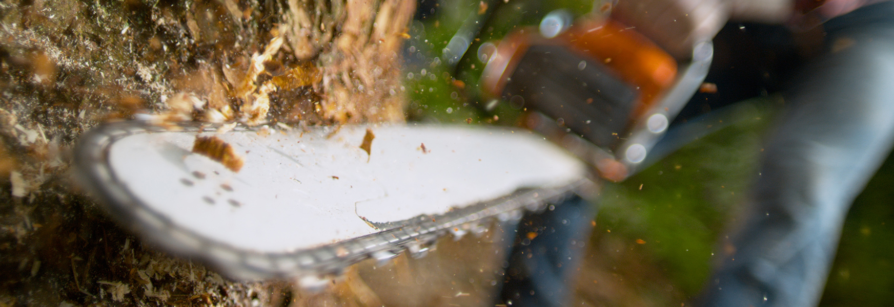 chainsaw cutting tree