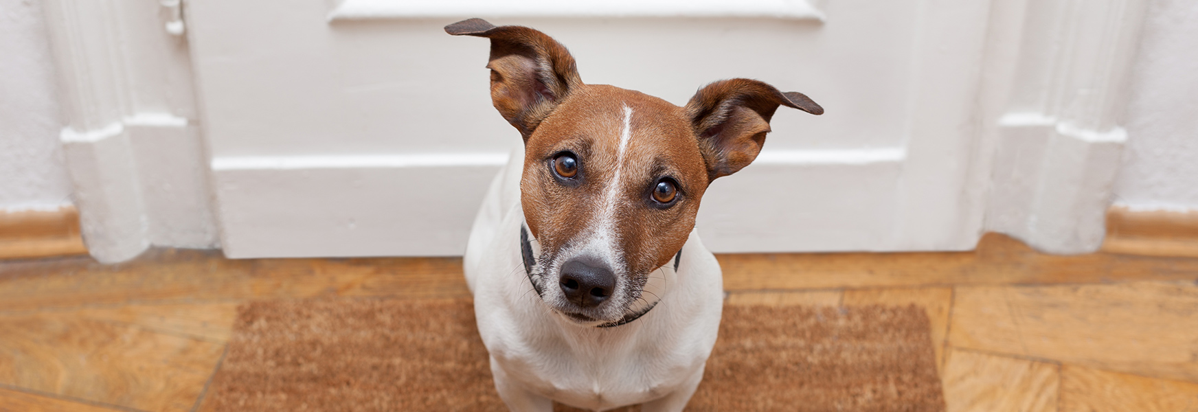 Dog sitting by doorway