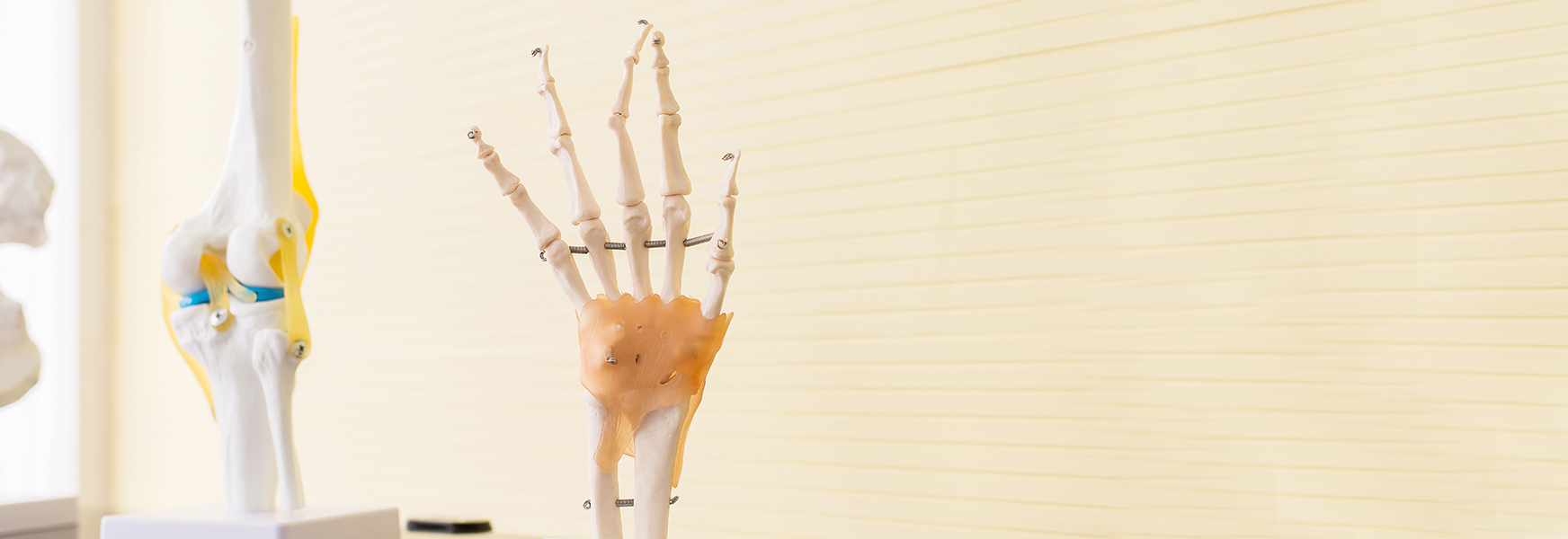 Plastic skeleton showing hand anatomy