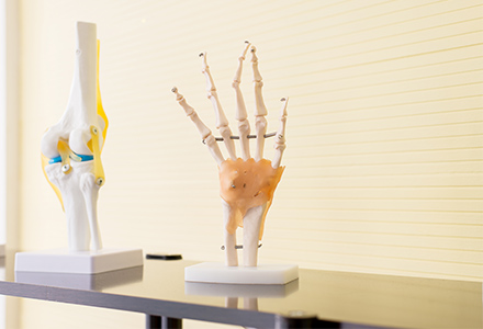 Plastic skeleton showing hand anatomy