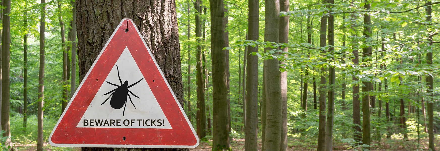 Summer Vacation or Tick Paradise? - Beware of Ticks!