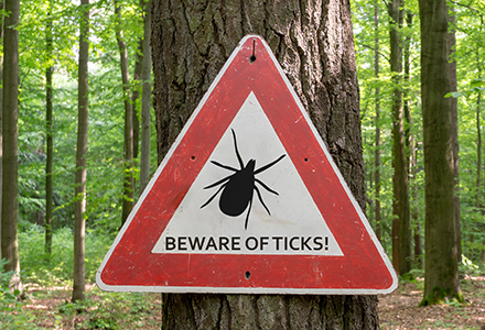 Summer Vacation or Tick Paradise? - Beware of Ticks!