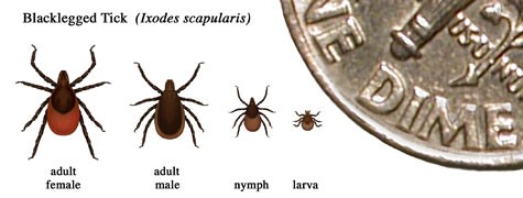 Lyme Disease in the U.S.: Identifying Ticks.