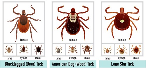 Ticks and Lyme Disease: What do Ticks look like?