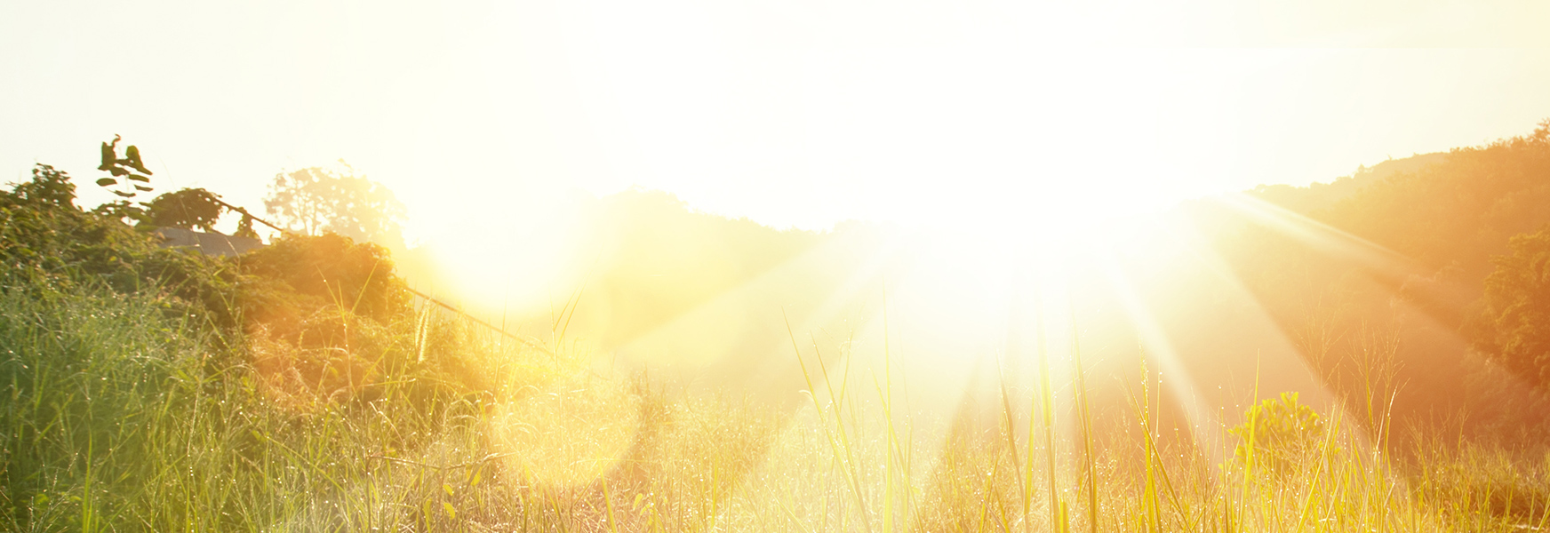 Sun shining over a grassy field