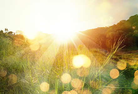 Sun shining over a grassy field