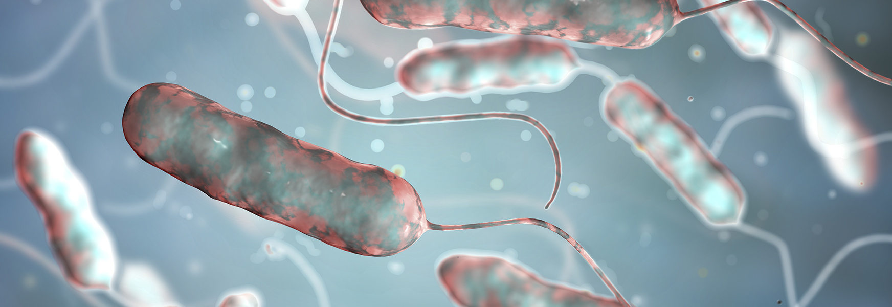 Legionnaires Disease Bacteria