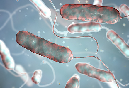 Legionnaires Disease Bacteria