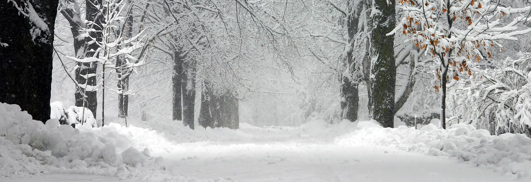 Fresh snow on trees and sidewalk