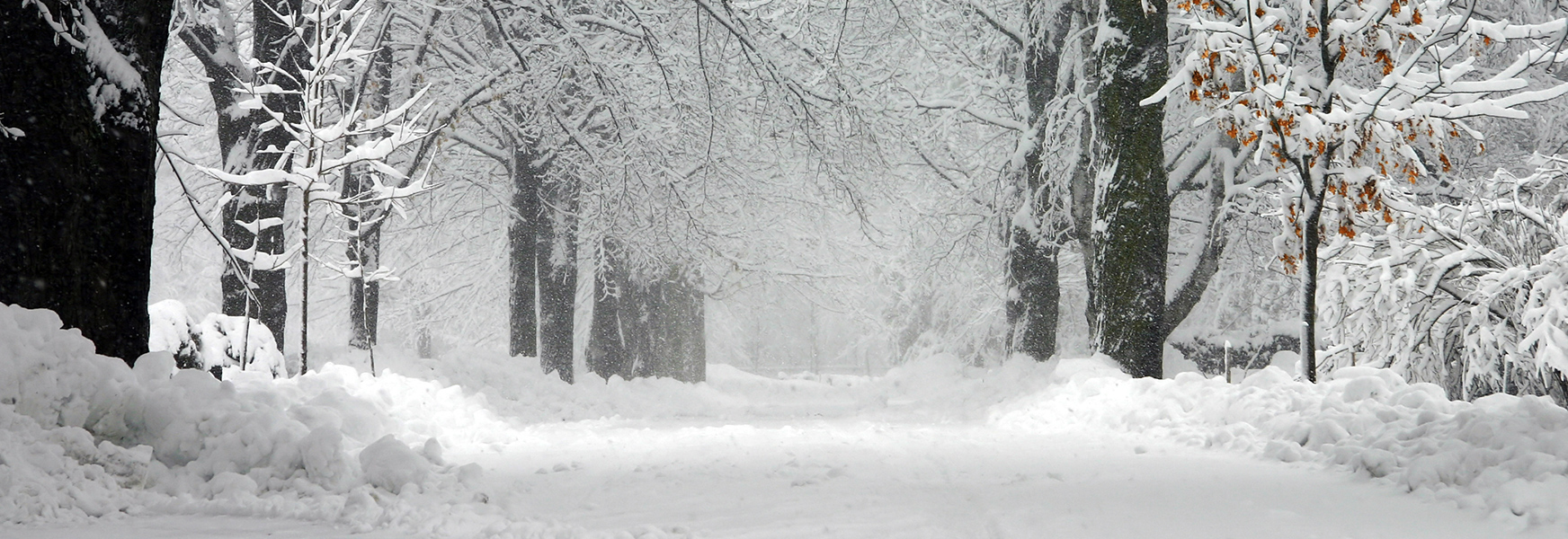 Fresh snow on trees and sidewalk