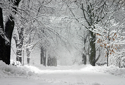 Fresh snow on trees and sidewalk