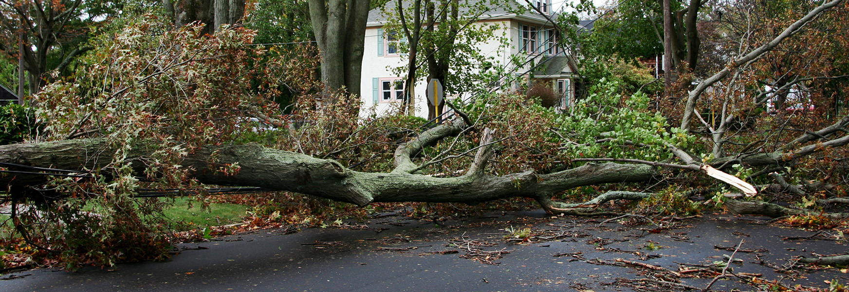 Downed trees caused by storm