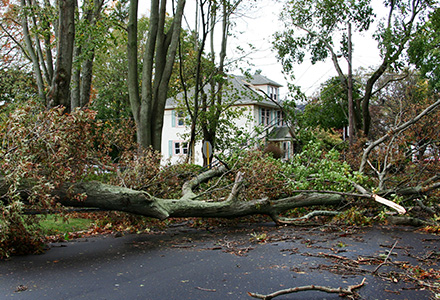 Downed trees caused by storm