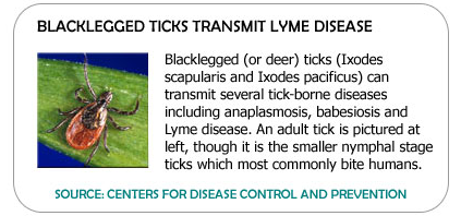 Blacklegged tick, also known as the deer tick