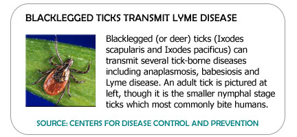 Graph showing lyme disease cases rising since 1991.