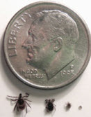 Ticks next to a dime to compare size differences.