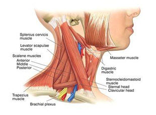 Diagram of the human neck.