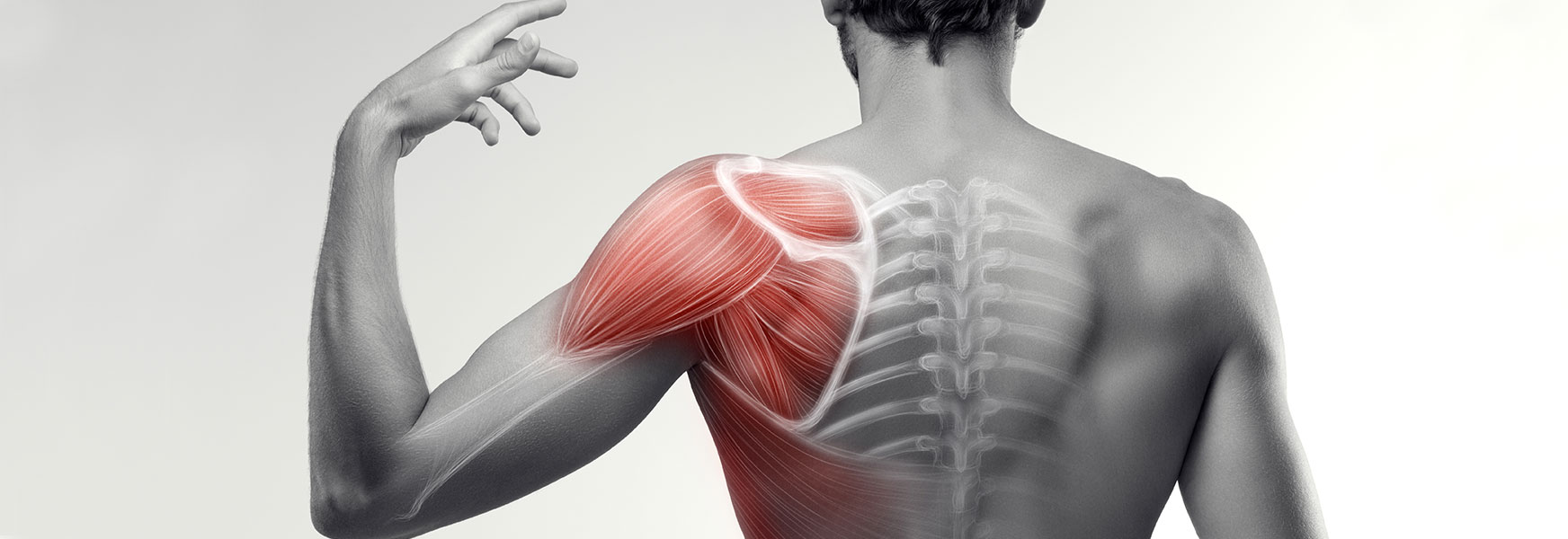 shoulder musculoskeletal system